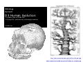 IB Biology Option D.3: Human evolution