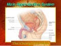 Human System System Of Male Reproductive