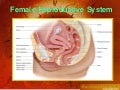 Human System System Of Reproductive Female