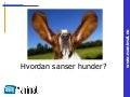 Hundens sanser