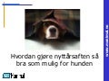 Hvordan gjøre nyttårsaften så bra som mulig for hunden