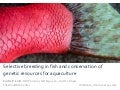 Selective breeding in fish and conservation of genetic resources for aquaculture