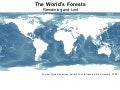 WRI (high res.map)- Global Forest Cover Map 