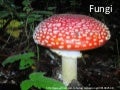 Images for disease