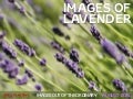 Images of Lavender 