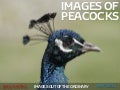 Images of Peacocks
