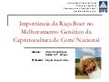 Importancia da raca Boer no Melhoramento Genetico da Caprinocultura de Corte Nacional
