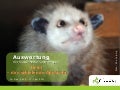 Infopaq Social Media Kurzanalyse, Heidi - das schielende Opossum (18.01.2011)