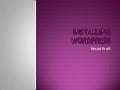 Installing WordPress 