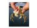 Interesting animal