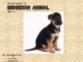 Introduccion al Bienestar Animal