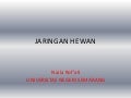 Jaringan hewan