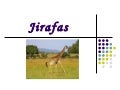 Jirafas