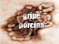 La gripa AH1N1