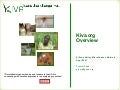 Kiva.org Microfinance - SVMN.net mtg 2007-09-10