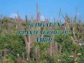 Klimaat en plantengroei