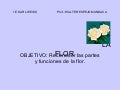 La Flor (Walter)