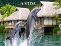 La Vida