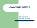 La anatomia humana.