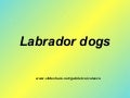 Labrador Dogs