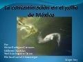 La contaminacion del golfo de mexico listo