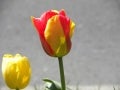 Laleler,Tulips 2011
