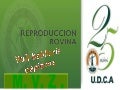La Reproduccion En Los Bovinos