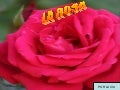 La rosa