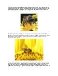 Las abejas