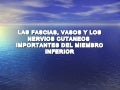 Las fascias, vasos y los nervios cutaneos
