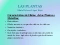 Las plantas 