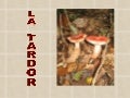 La tardor