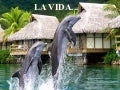 La Vida !!! (spanish)