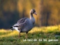 Leccion de los Gansos