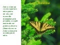 Lectia fluturelui