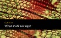 GEOG5839.02. What are tree rings?