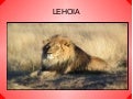 Lehoia