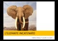 L'elefante incatenato