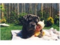 Leo Eisenband puppy