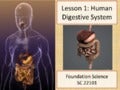 Digestive Tract