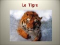 Le tigre