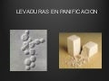 LEVADURAS EN PANADERÍA