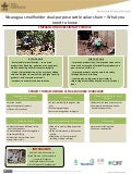 Nicaragua smallholder dual-purpose cattle value chain—What you need to know