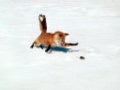 l'Hiver en toute beauté