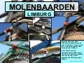 LIMBURGSE MOLENBAARDEN