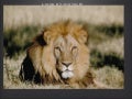 Lions