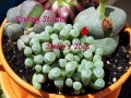 Living  Stones &  Baby's  Toes