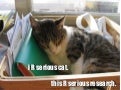 Lolcats