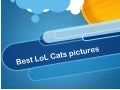 Lol cats