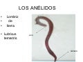 Lombriz de tierra0